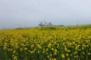 여수광양항만공사, 황금빛 바다! 여수엑스포 유채꽃밭 무료 개방